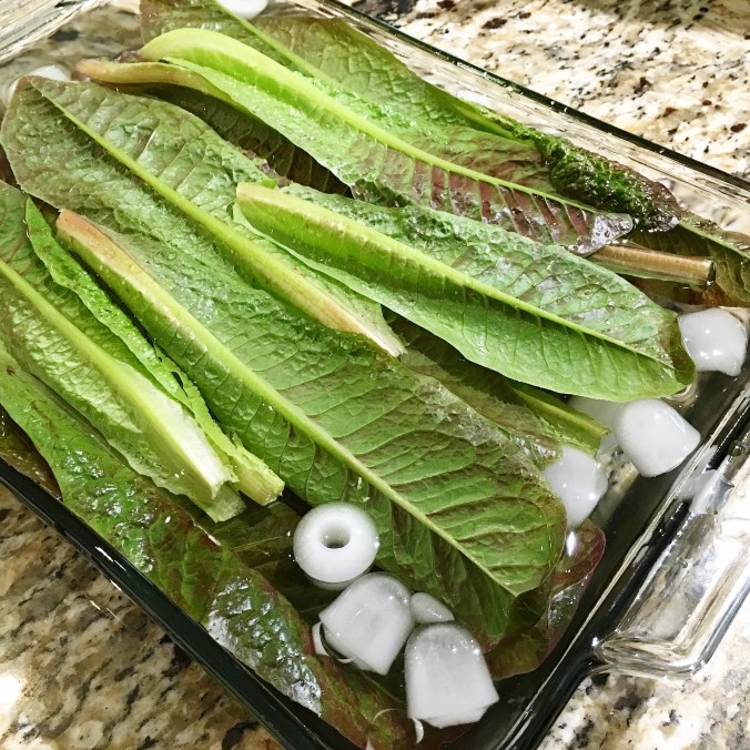 Cutting harvesting romaine lettuce tips