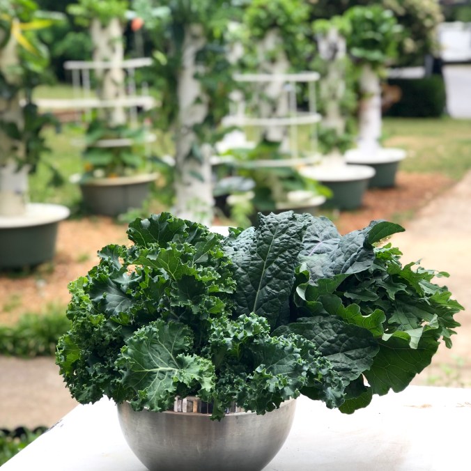 Harvested Kale from Hydroponic Aeroponic Tower Garden